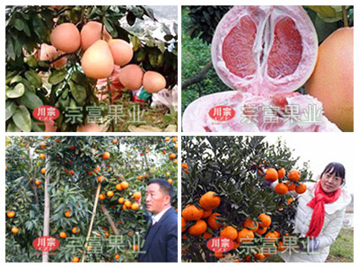 良种柑橘苗夏季园区的肥料管理