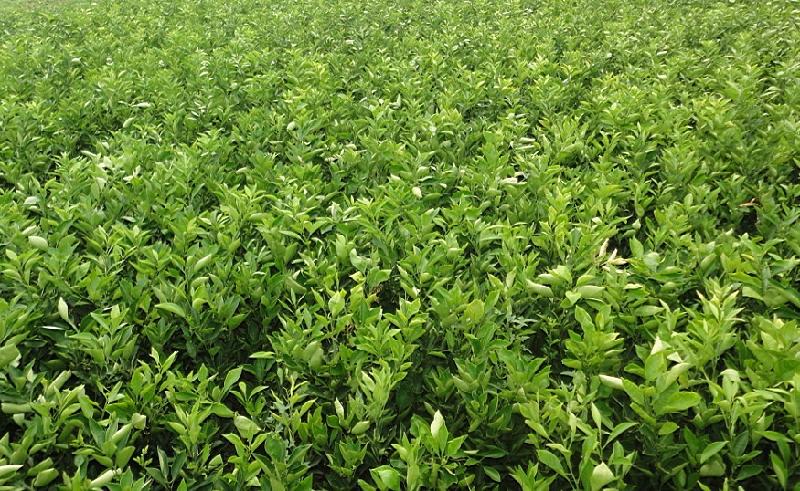 高温下的柑橘苗该如何健康生长