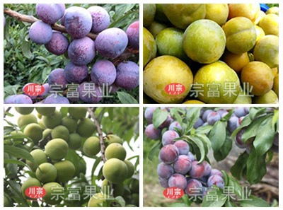 青脆李栽培技术