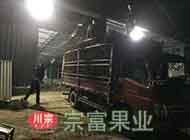 园黄梨苗50000株由重庆嘉陵区李总购买