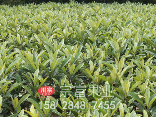 枇杷苗