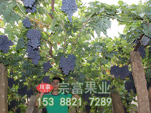 紫甜无核葡萄苗