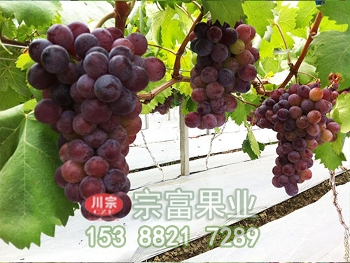 巨玫瑰葡萄 巨玫瑰葡萄