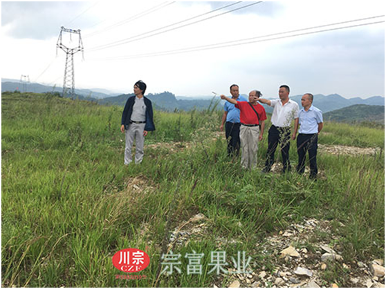 “宗富果业”裴总为贵州荒山规划果园