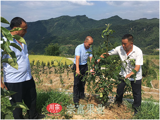 “宗富果业”技术团教果农拉枝