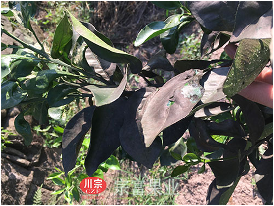 柑橘树苗受霉烟病为害状