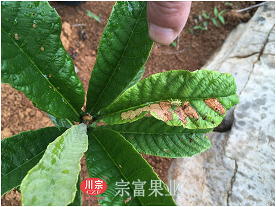 大五星枇杷苗受刺蛾为害状