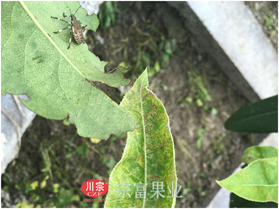 翠冠梨苗蝽蟓及其为害症状