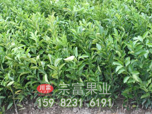 春见杂柑苗 春见杂柑苗