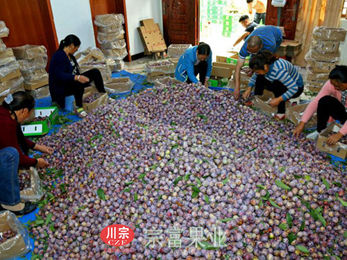 图为：果农朋友包装脆红李