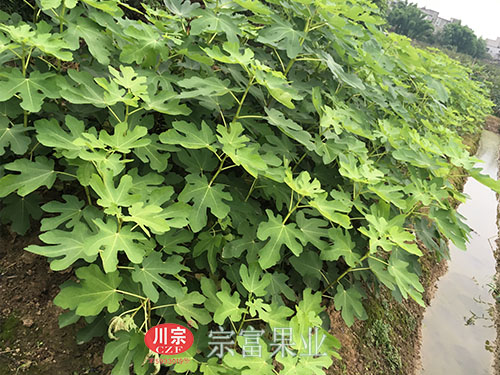 无花果苗