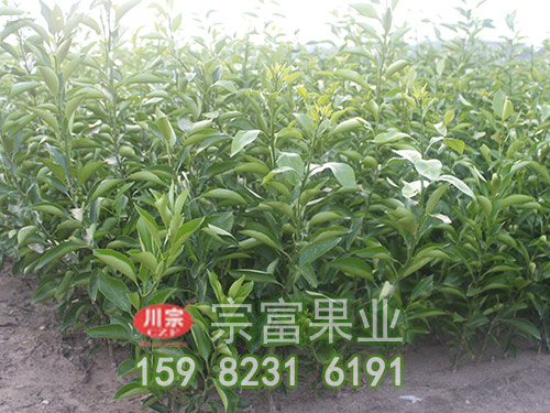 柑橘苗