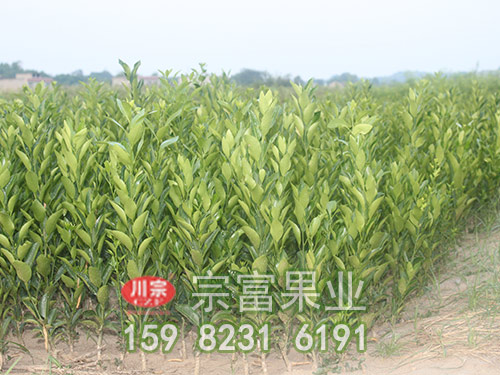柑橘苗