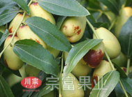 贵妃枣子
