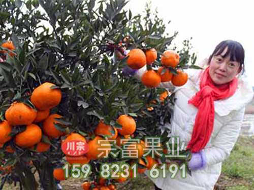 柑橘苗冻害管理技巧有哪些? 柑橘苗冻害管理技巧有哪些?