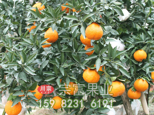 宗富柑橘苗分享杂柑栽培技术