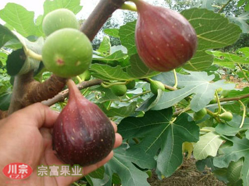 波姬红无花果苗