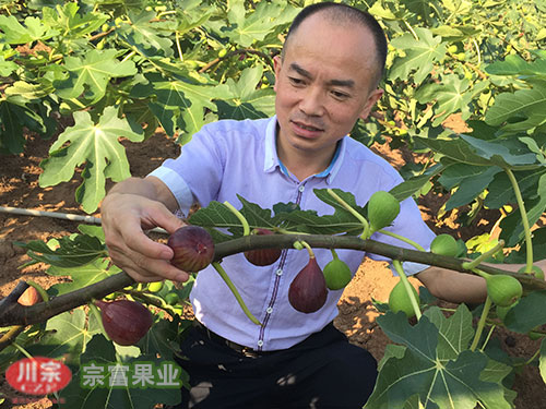 波姬红无花果苗