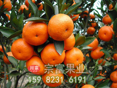 柑橘苗：发展四川果树苗的四大重要要素